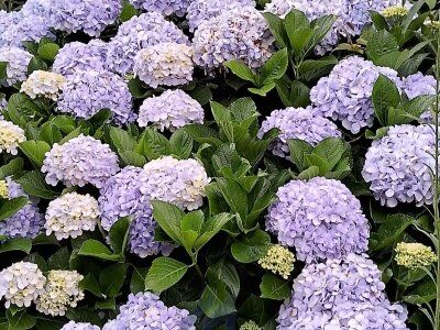 Lindo Sítio à Venda em Aurora - SC